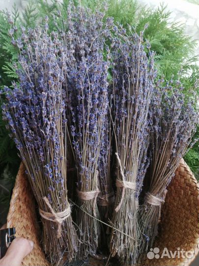 Лаванда крымская сухоцвет
