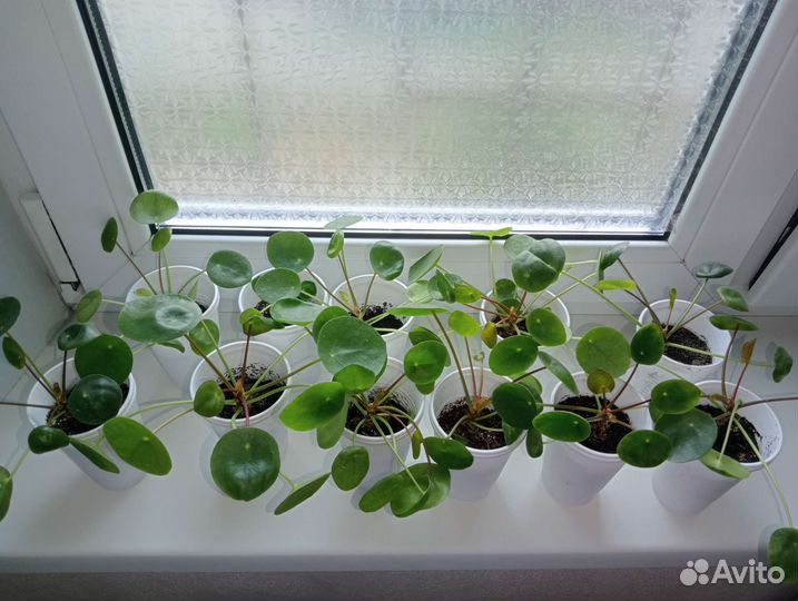 Пилея пеперомиевидная