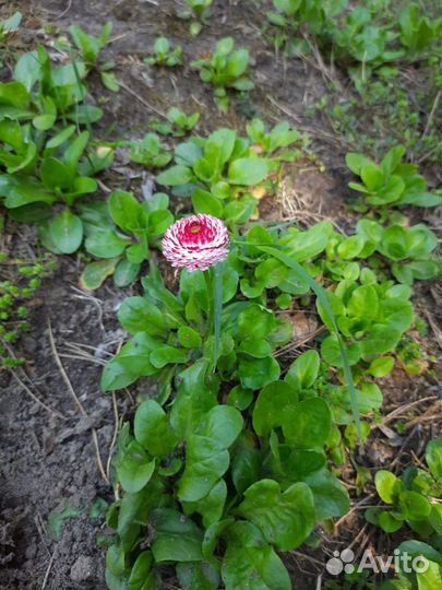 Маргаритки