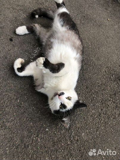 Отдам кота в добрые руки