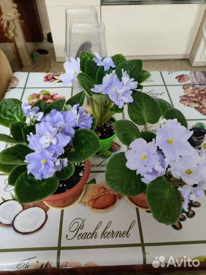 Фиалка рм Голубой небосвод