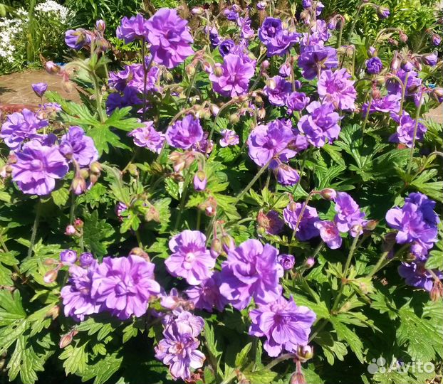 Многолетние садовые растения