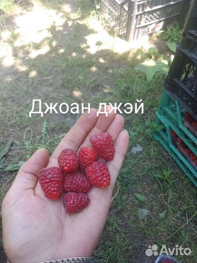 Саженцы малины