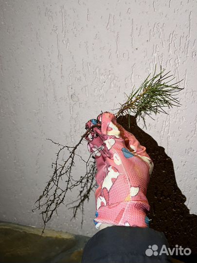 Саженцы сибирского кедра, сосна кедровая