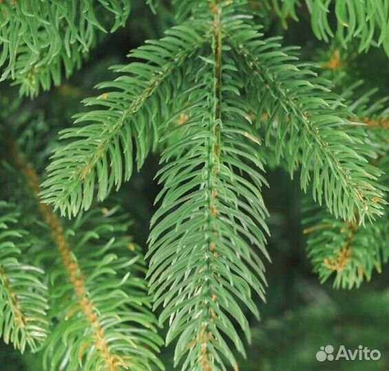 Елка искусственная новогодняя 180-250 см