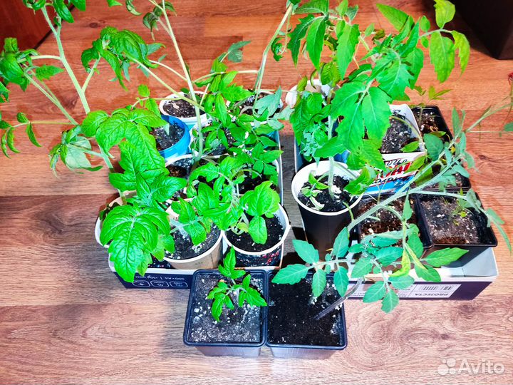 Помидоры рассада