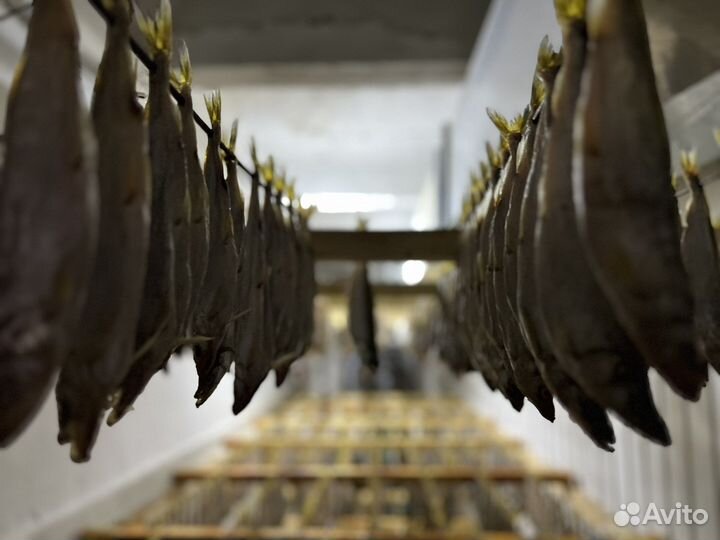 Корюшка вяленная тихоокеанская малосольная 25+