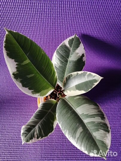 Фикус тинеке