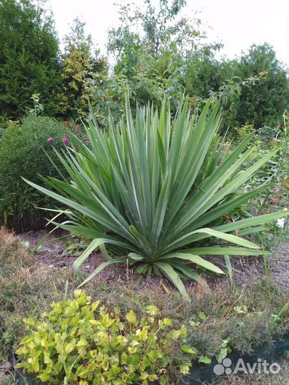 Юкка садовая
