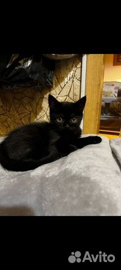 Отдаю в добрые руки кота