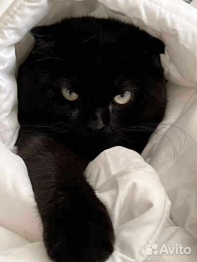 Шотландский кот вязка