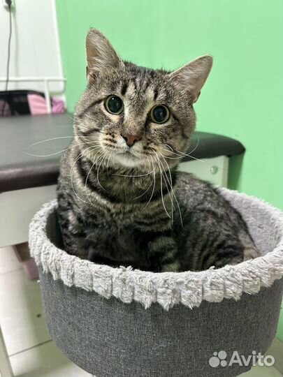 Кот в добрые руки