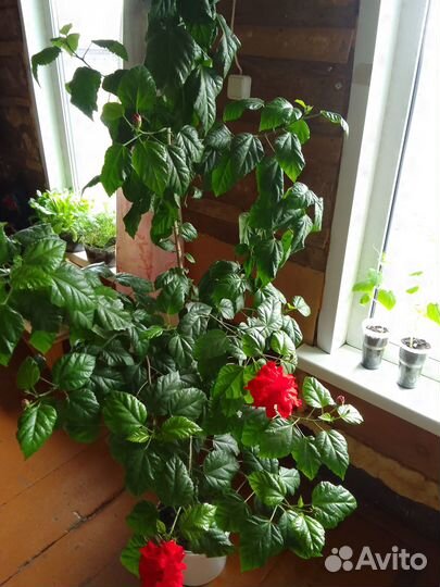 Комнатные цветы