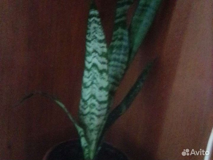 Сансиеверия