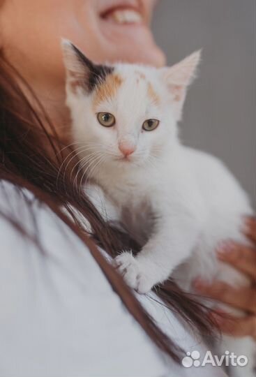 Котенок девочка в добрые руки