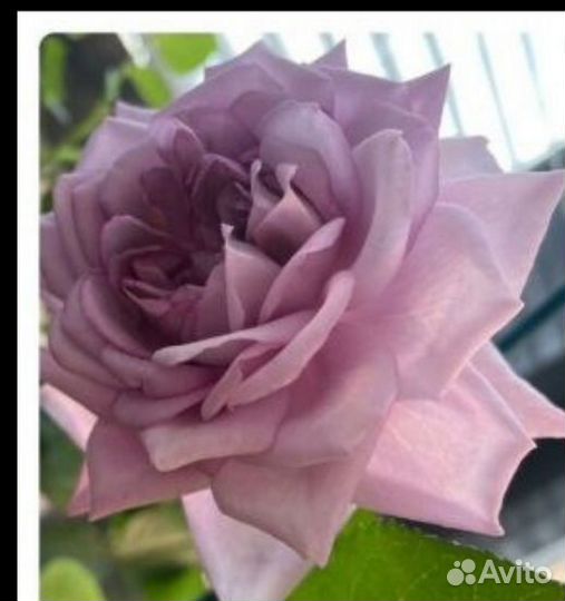 Розы комнатные домашние