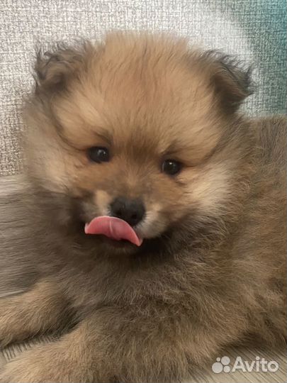 Померанский шпиц, вязка, кобель