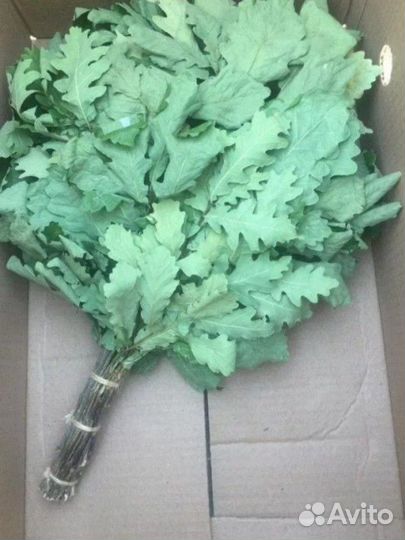 Веники дубовые для бани