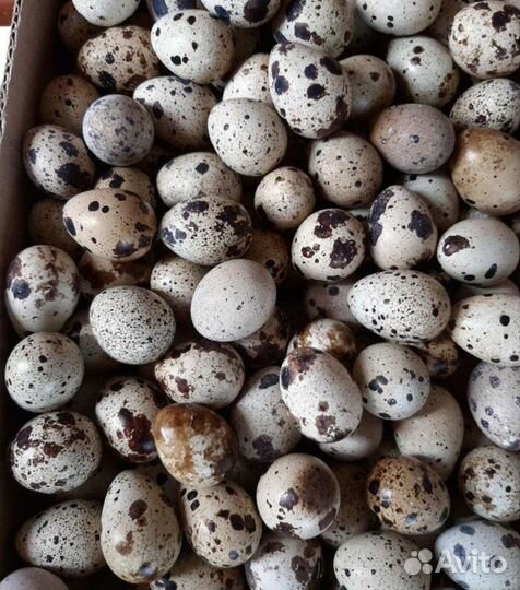 Мясо перепелов