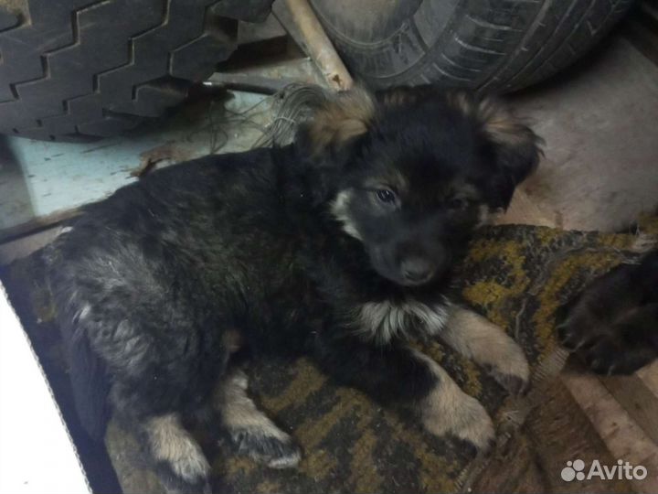 Собака в добрые руки щенок