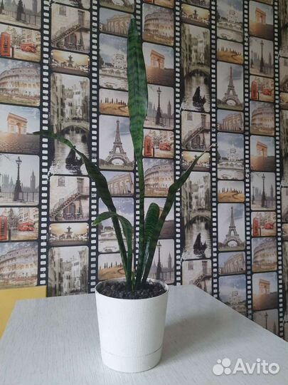 Сансевиерия