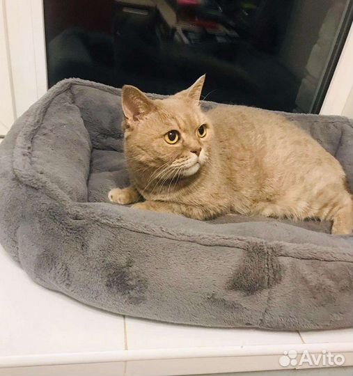 Палевая кошка британка в дар 1,5 года