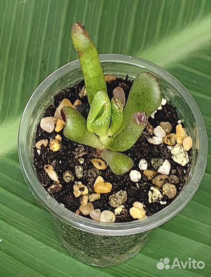 Суккуленты