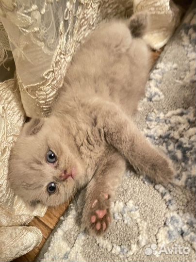 Котенок девочка