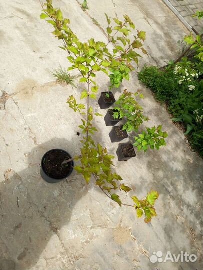 Клён Гиннала, Сахарный