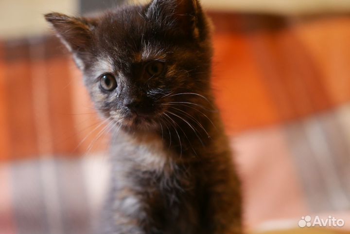 Котёнок, девочка 1,5 месяца