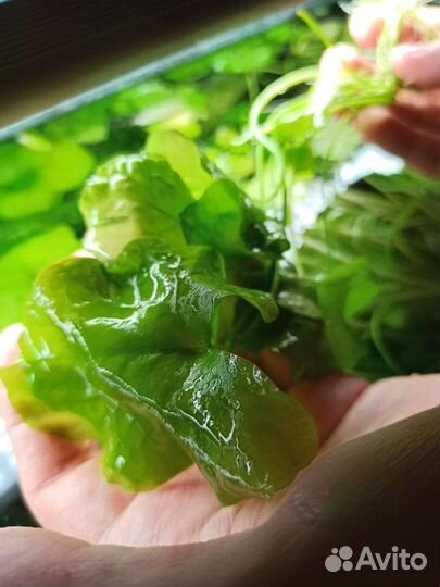 Растение для аквариума