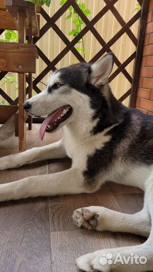 Сибирский хаски