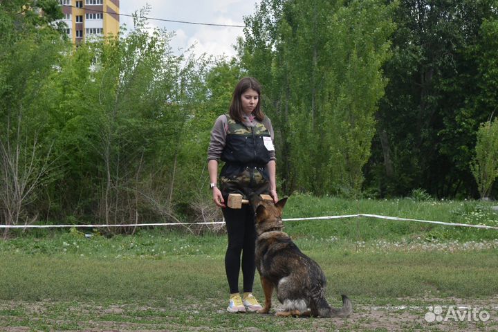 Вольерная передержка собак