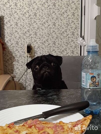 Мопс бесплатно