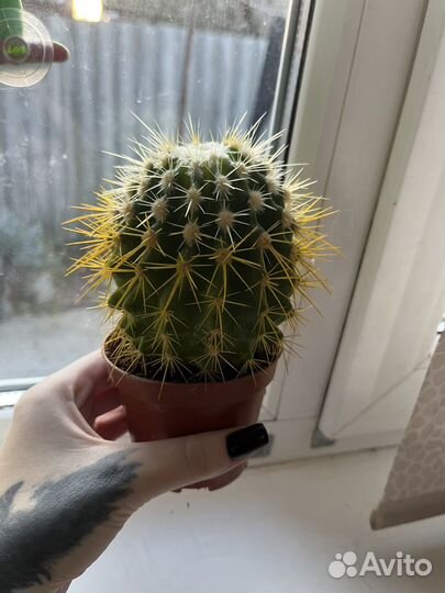 Кактус с желтыми иголками