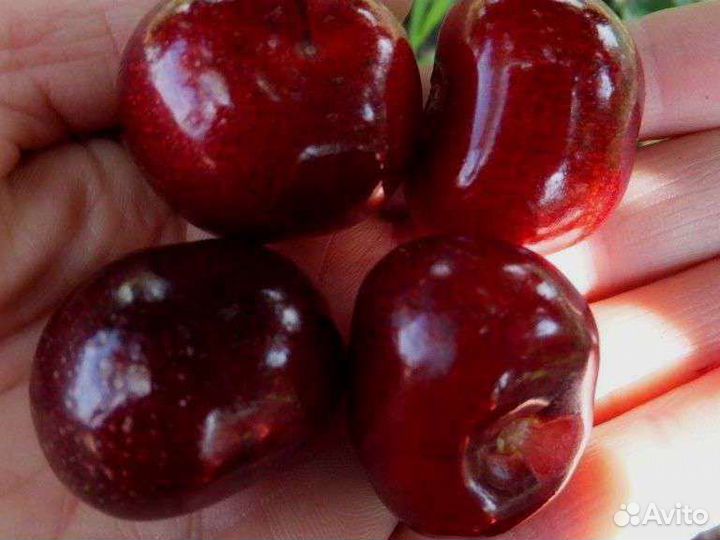 Саженцы черешни двухлетние