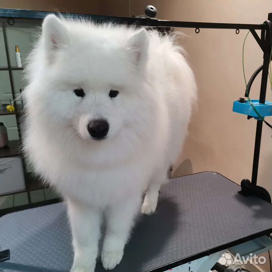 Груминг (стрижка, экспресс линька собак и кошек)