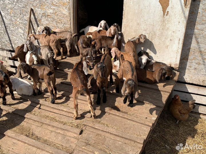 Обезроживание козлят и телят