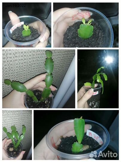 Декабрист шлюмбергера