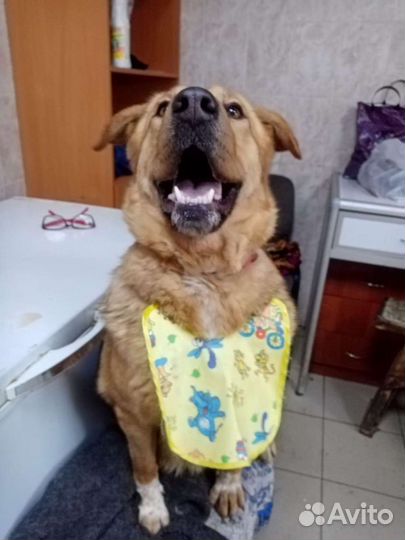 В самые добрые руки