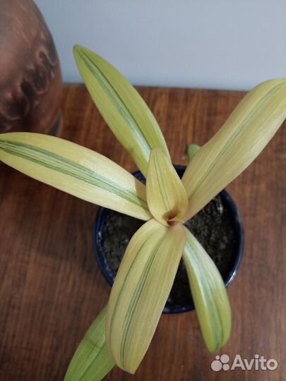 Комнатные цветы