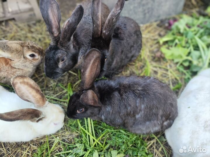 Крольчихи, кролики