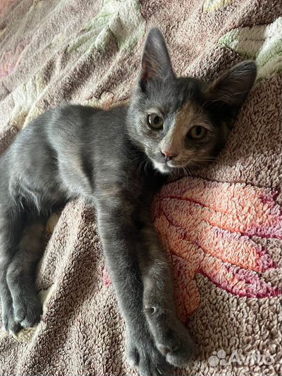 Котенок девочка 3,5 мес.в добрые руки