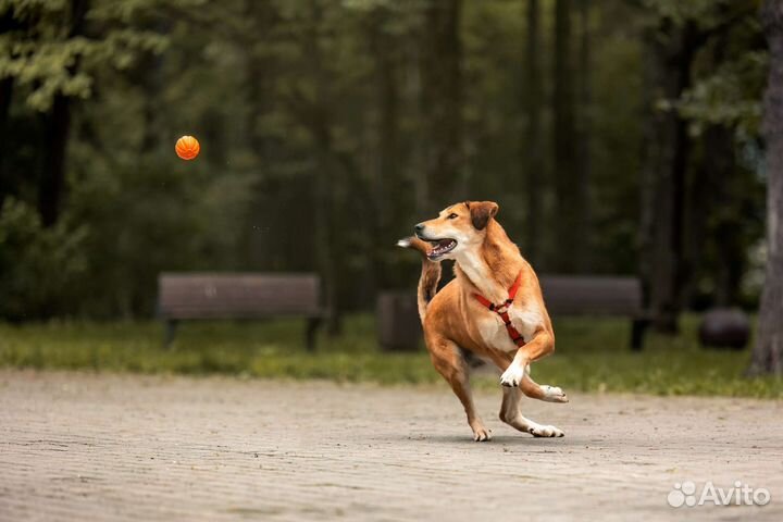 Собака в добрые руки