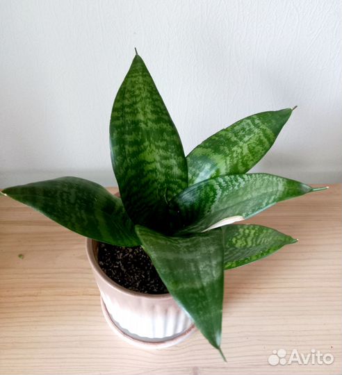 Сансевиерия