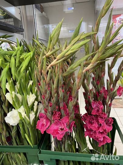 Цветы гладиолусы