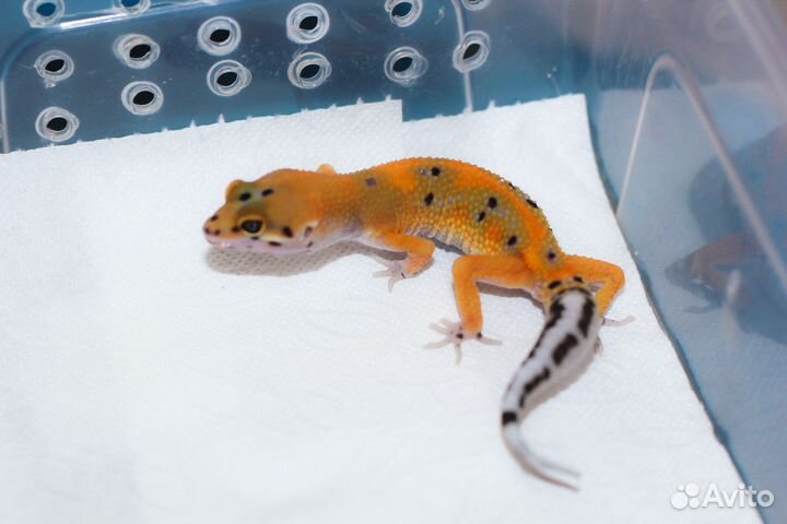 Геккон эублефар