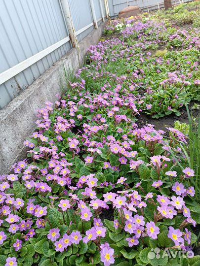 Хоста, гейхера, примула, герань