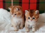 Золотые шотландские шиншиллы котята