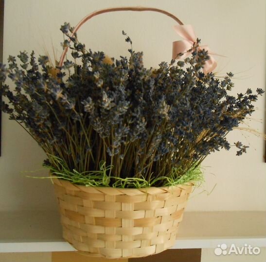 Лаванда сухоцвет